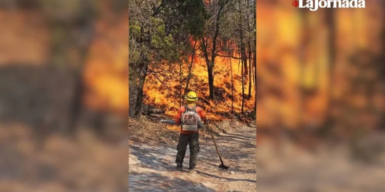 Brigadistas luchan en Sonora para contener 4 incendios forestales