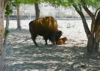 Nace bisonte americano en el Ecoparque Monclova