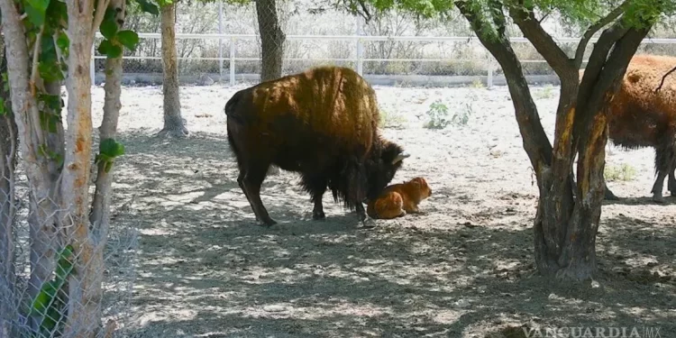 Nace bisonte americano en el Ecoparque Monclova