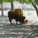 Nace bisonte americano en el Ecoparque Monclova