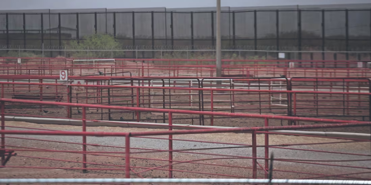 Piden que Ejército pare el trasiego ilegal de ganado