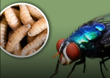 Confirman segundo caso humano de gusano barrenador en Chiapas