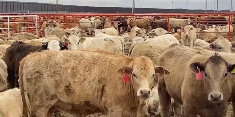 Gusano barrenador e impuesto a remesas suman incertidumbre a economía mexicana: Imef