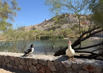 A medida que Hermosillo crece, los espacios verdes se vuelven oro