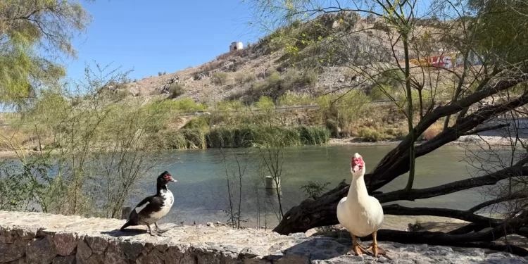 A medida que Hermosillo crece, los espacios verdes se vuelven oro