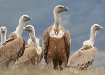 Más de 120 buitres mueren envenenados por cazadores furtivos en Sudáfrica