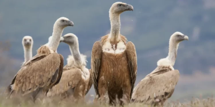 Más de 120 buitres mueren envenenados por cazadores furtivos en Sudáfrica