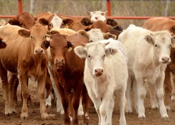 Exportaciones de ganado caen en Sonora; ganaderos buscan alternativas en subastas