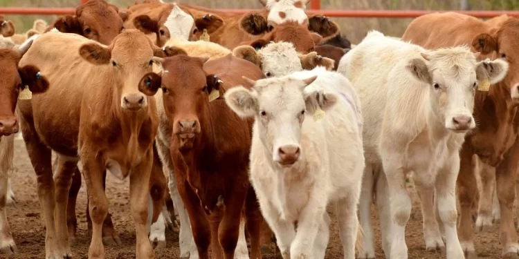 Exportaciones de ganado caen en Sonora; ganaderos buscan alternativas en subastas