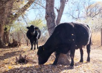 Sin fecha de reapertura fronteriza para exportación de ganado