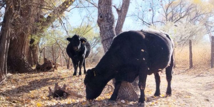 Sin fecha de reapertura fronteriza para exportación de ganado