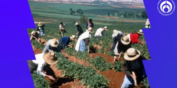 Destina Gobierno Federal $75 millones a reconversión de cultivos para el ahorro de agua en Sonora