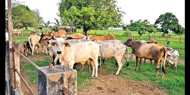 Ganaderías sacan jugo a tráfico vacuno… y se cuela el gusano barrenador