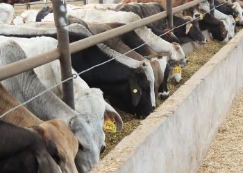 Agricultura de México y EU hablarán sobre ganado y campaña contra el gusano barrenador