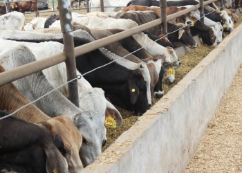 Avance en conversaciones con EU para reabrir frontera al ganado mexicano: CSP