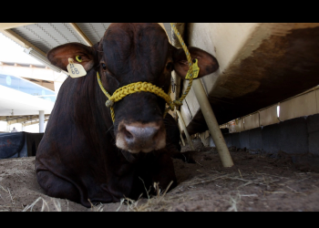 Cierre de fronteras a exportaciones de ganado de EU por gusano barrenador ‘dañará’ economía mexicana: IMEF
