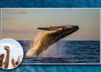 Coalición ambiental exige frente a Sener cancelar proyecto de extracción gas en el Golfo de California