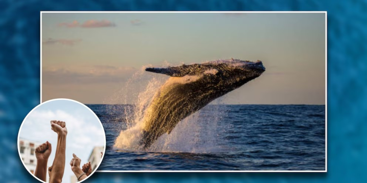 Coalición ambiental exige frente a Sener cancelar proyecto de extracción gas en el Golfo de California