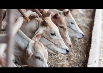 EU reabrirá puerta a ganado mexicano antes de que acabe el año: jefa veterinaria del USDA