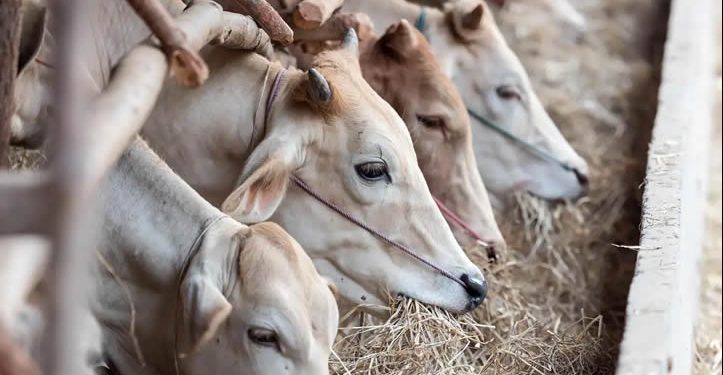 EU reabrirá puerta a ganado mexicano antes de que acabe el año: jefa veterinaria del USDA