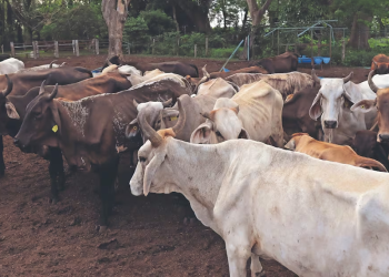 Van por operativo nacional para frenar gusano barrenador