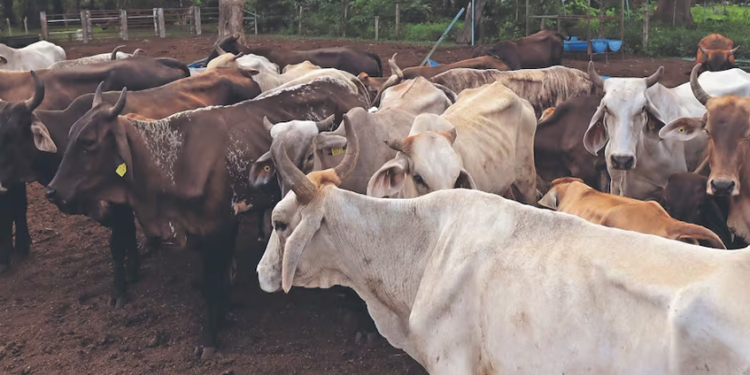 Van por operativo nacional para frenar gusano barrenador