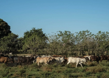 Verificará EU las acciones de México ante crisis sanitaria por el gusano barrenador