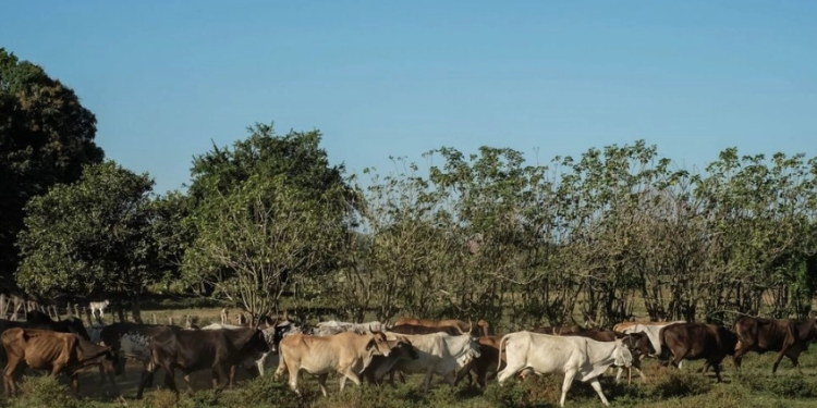 Verificará EU las acciones de México ante crisis sanitaria por el gusano barrenador