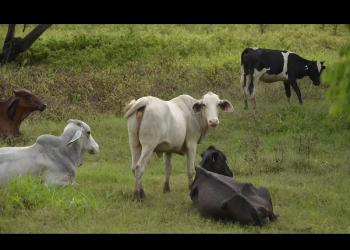 Registran contagios del gusano barrenador en zona limítrofe de Tabasco y Veracruz