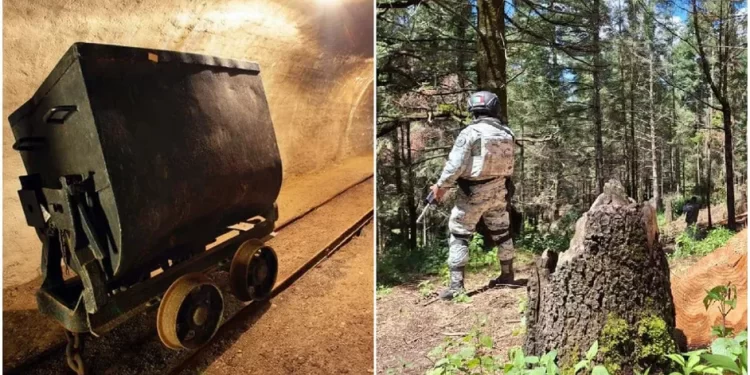 Tala y minería: estos recursos naturales están bajo el control del narco