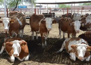 Ganaderos de SLRC recibirán alimento subsidiado por parte del Gobierno