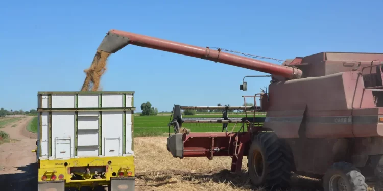 Gobierno de Sonora y productores llegan a un acuerdo sobre precio del trigo