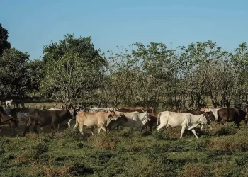 Sonora tiene un Plan B para no depender de suspensiones políticas en la exportación de ganado