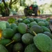 Del campo al narco: cómo la producción de aguacate financia a los cárteles de las drogas en Michoacán