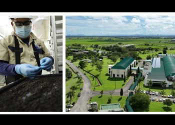 ¿Cómo funciona la técnica de la mosca estéril contra el gusano barrenador?