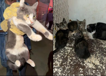 Militares y policías municipales catean domicilio por el delito de maltrato animal en Caborca, rescatan a siete gatitos