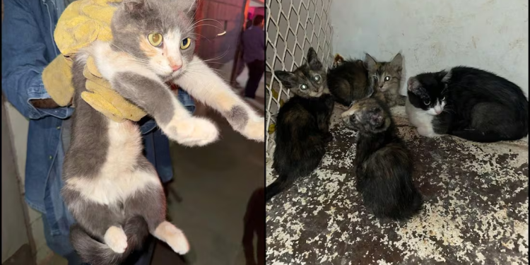 Militares y policías municipales catean domicilio por el delito de maltrato animal en Caborca, rescatan a siete gatitos