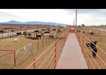 Pérdidas en el norte, por el gusano barrenador