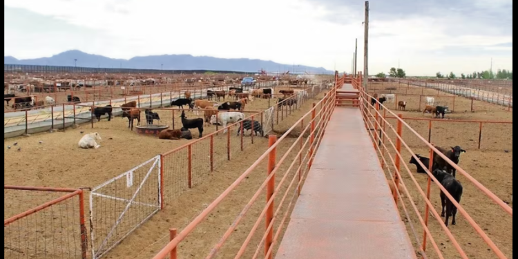 Pérdidas en el norte, por el gusano barrenador