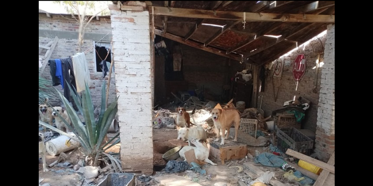 Hombre de 72 años vivía con 25 perros en su domicilio en el municipio de SLRC y había restos de animales enterrados