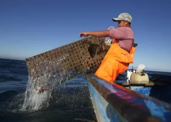 Crisis ambiental: 5 puntos clave para entender la participación de los cárteles de drogas