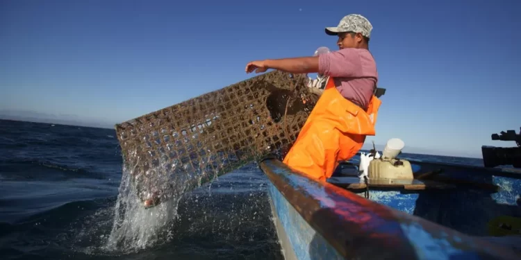 Crisis ambiental: 5 puntos clave para entender la participación de los cárteles de drogas