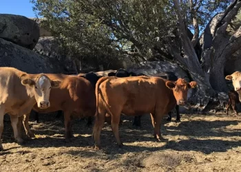Productores mexicanos serán afectados si EU suspende ganado importado por gusano barrenador