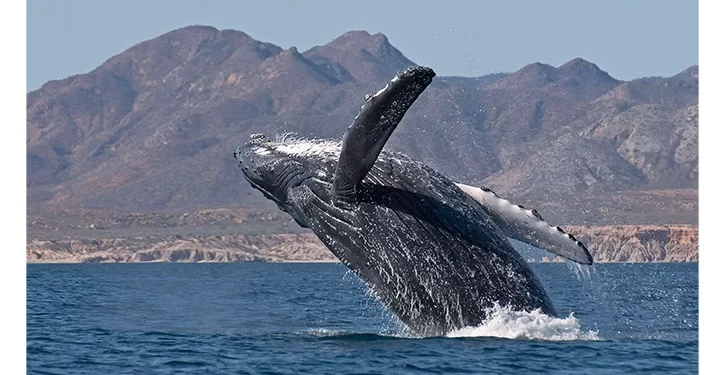 Proyecto Saguaro, otro capítulo de una larga historia
