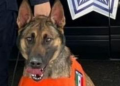 Elemento canino logra detección de persona con posesión de narcóticos en Sonora; aseguran 5 envoltorios con droga