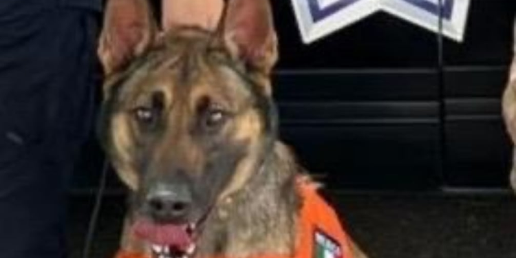 Elemento canino logra detección de persona con posesión de narcóticos en Sonora; aseguran 5 envoltorios con droga