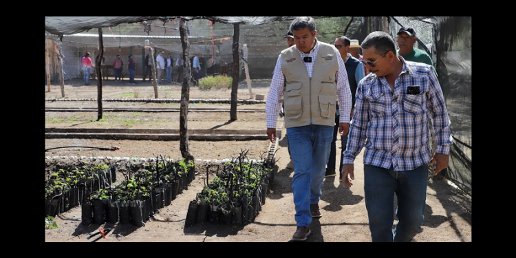El jueves 15 de mayo Secretaría del Bienestar paga a beneficiarios del programa Sembrando Vida