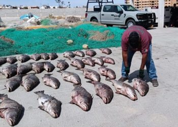 Totoaba bajo amenaza por pesca ilegal