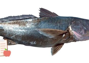 ¿Qué tan buena y nutritiva es la totoaba? El pez endémico del Mar de Cortés