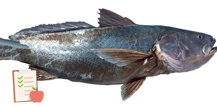 ¿Qué tan buena y nutritiva es la totoaba? El pez endémico del Mar de Cortés